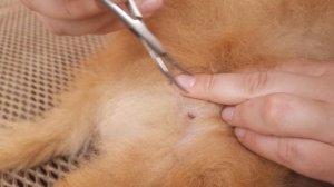 Как вытащить клеща у собаки How to attract a tick to a dog.mp4