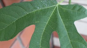 Комнатный инжир от А до Я: уход, формировка, вредители, подкормки, где купить. Полезный и красивый!