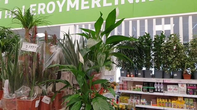 Комнатные растения в Леруа Мерлен. 21 марта 2023 г. Часть 1. смотреть онлайн