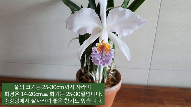 Cattleya Mossiae Var. Coerulea /카틀레야 모시에