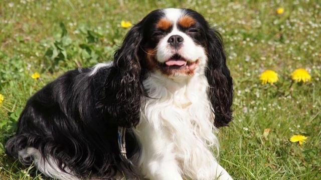 50 Most Popular Dog Breeds, Ranked | 19. Cavalier King Charles Spaniel смотреть онлайн