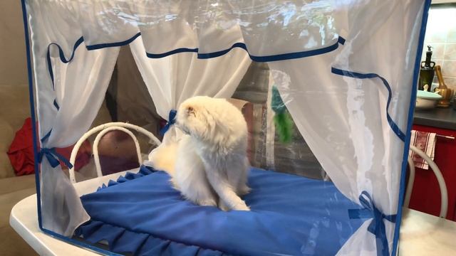 ВЫСТАВОЧНАЯ ПАЛАТКА ДЛЯ КОШКИ СВОИМИ РУКАМИ смотреть онлайн