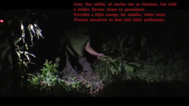 Day 80 (Night) of New Year's Planting - Three Pachira glabra (Saba Nut) and a name-changing skink. смотреть онлайн