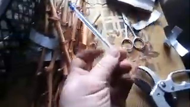 Укладываю на хранения черенки винограда. смотреть онлайн