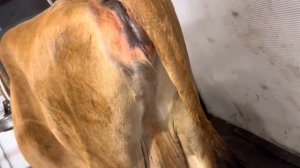 Зина готовиться в отёлу. 4 дня до отёла. Признаки скорого отёла на лицо у Джерсейкой коровы.