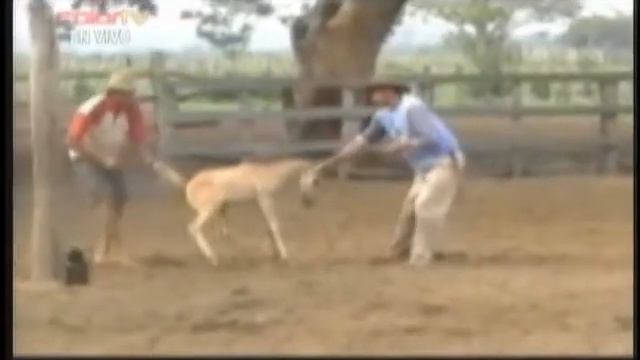 Miguel Jose Perdomo, Asi Soy "RECIO Y ROMANTICO" смотреть онлайн