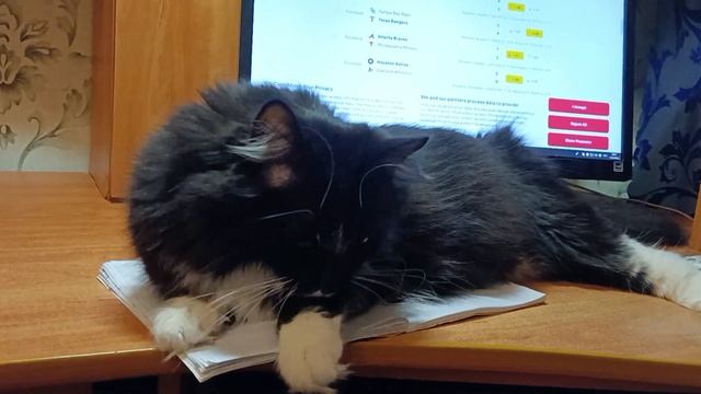 наш кот Миша, породы рагамаффин смотреть онлайн
