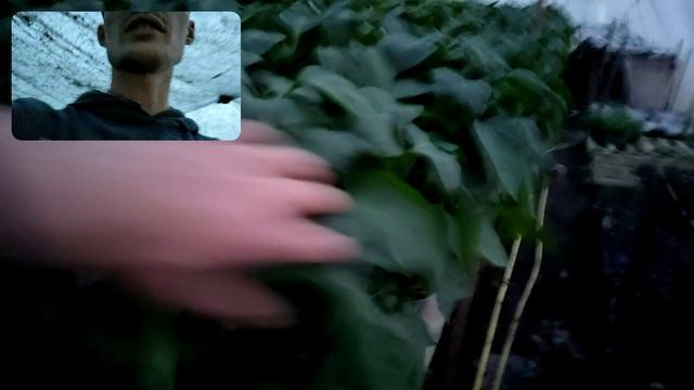 Посіяли помідори 1о травня смотреть онлайн