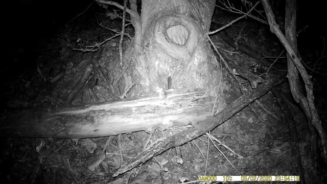 Хозяйка дупла?Что это за зверь? смотреть онлайн