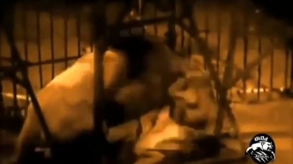 Лев против тигра (схватка)