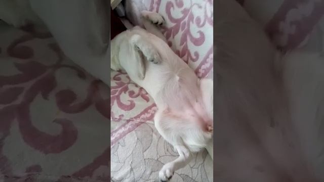 СПЯЩАЯ АКУЛА. смотреть онлайн