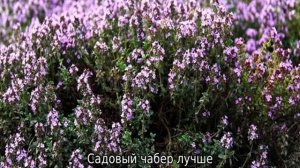 Чабер садовый: описание, свойства и применение