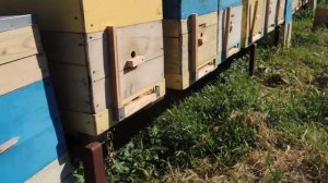 Какая нужна ширина летка/Прилетная доска в улье/задвижка на леток