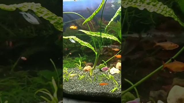 аквариум на 100 литров. обзор смотреть онлайн