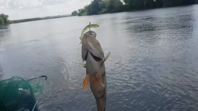 Окунь,селедка,красноперка на силикон Fantom смотреть онлайн