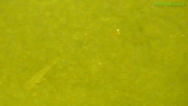 Чебак, лещ, ерш, поклевки!!! Подводная съемка на Аргазях в апреле. смотреть онлайн