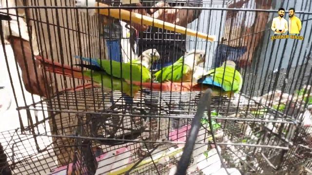 Lalukhet Birds Market Latest Update 4 June 2023 | Fawn Java Phir Se Short | Zuhaib Birds. смотреть онлайн