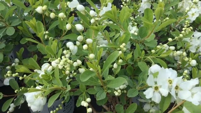 Snow Day® Surprise Exochorda | www.gardencrossings.com смотреть онлайн