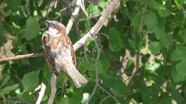 воробей Сиплый сидит ждёт невесту жену смотреть онлайн