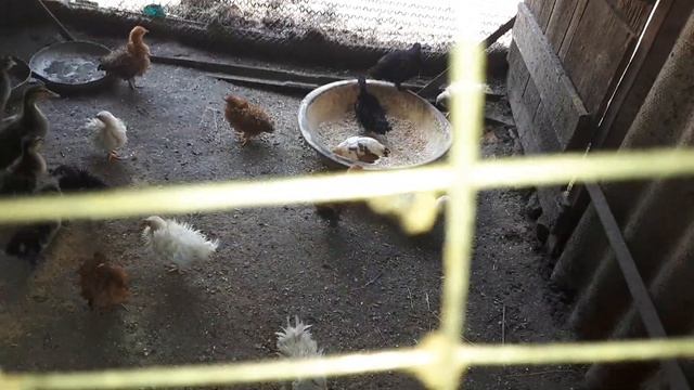 защита крыши от коз и не только... смотреть онлайн
