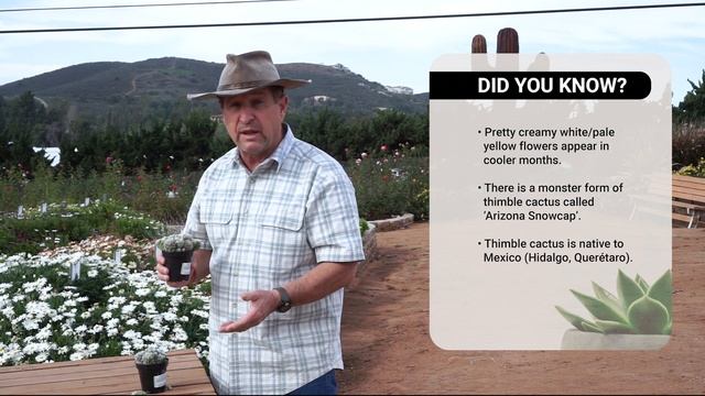 Mammillaria gracilis fragilis (Thimble Cactus) смотреть онлайн