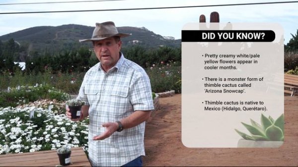 Mammillaria gracilis fragilis (Thimble Cactus)