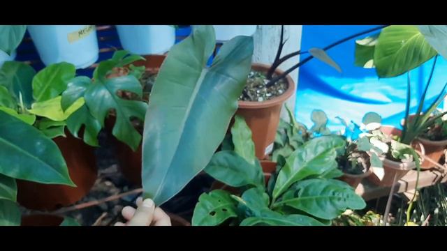 How to become a successful plantita/plantito??? смотреть онлайн
