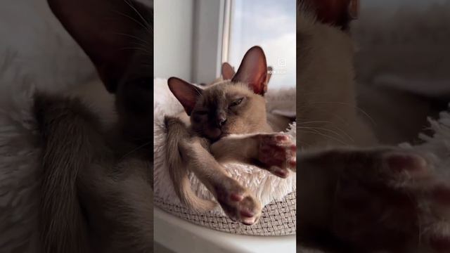 Сладких снов желает вам малыш Викинг #бурма #шоколаданаябурма смотреть онлайн