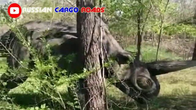 DINO - PARK Волжский #RCR.mp4