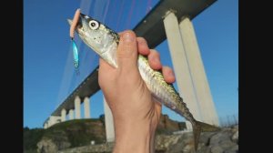 скумбрия и камбала под Русским мостом. морская рыбалка во Владивостоке