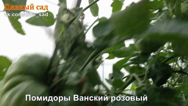Помидор Ванский розовый смотреть онлайн