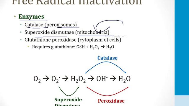 Pathology - 1. General Topics - 3.Free Radicals Atf