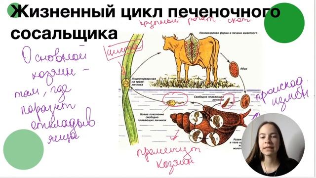 ЖИЗНЕННЫЙ ЦИКЛ ПАРАЗИТИЧЕСКИХ ЧЕРВЕЙ | Биология с Юлианой Покровской | ЕГЭ 2021 смотреть онлайн