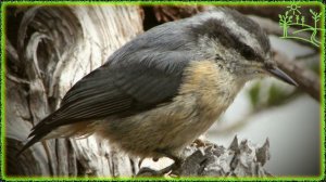 Голоса птиц Как поёт Поползень косматый (Sitta villosa)