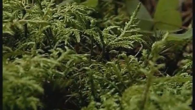 Отдел моховидные. Разнообразие моховидных. Класс мхи