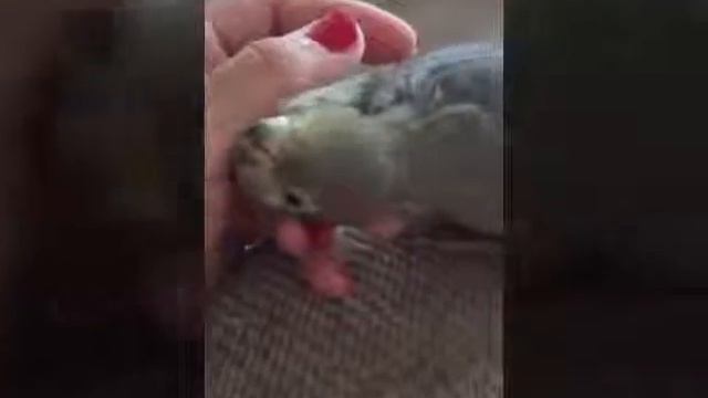 Корела Чери любит когда её гладят смотреть онлайн