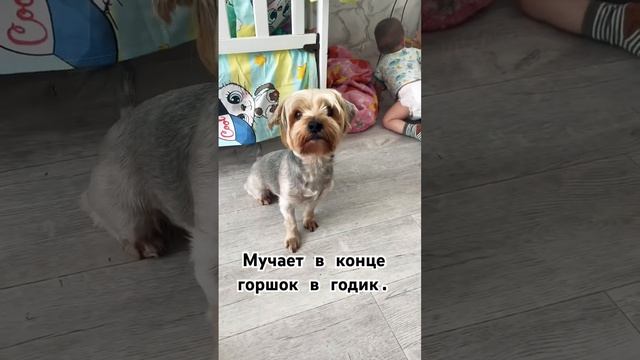 Как пииучить к горшку, просто садмть на него, как малыш сел, а не в год?♀️? #cute #cutebaby #baby смотреть онлайн