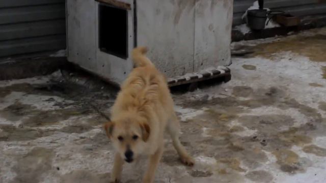 Социальный ролик. Омский приют "Друг" смотреть онлайн