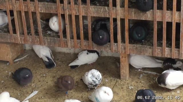 #Pigeons.И за чего умирают пискуны во время морозов.