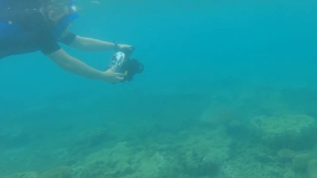 Review of the Seafrogs Underwater Camera Housing for the Panasonic GH5 смотреть онлайн