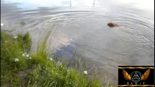 Питбуль второе лето смотреть онлайн