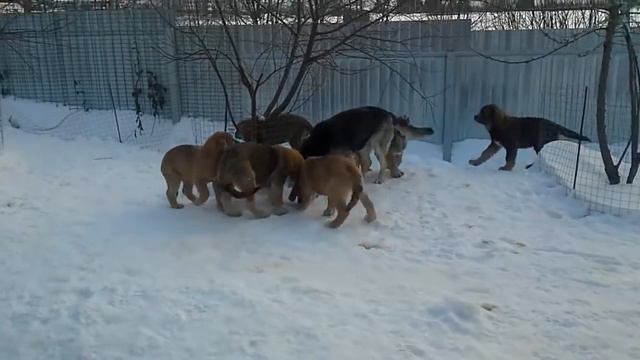 Веолар Ювента со щенками испанского мастифа Спаниш Гранд смотреть онлайн