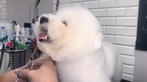 Груминг бишона фризе.