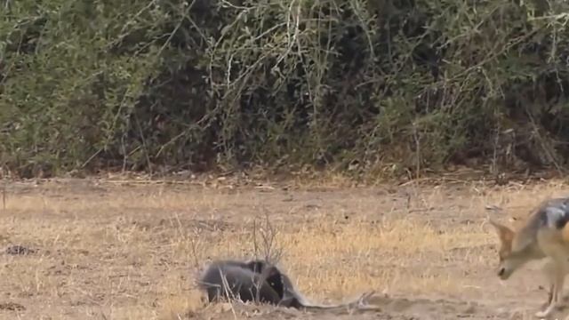 Epic Battle : Honey Badger Face Off The Python смотреть онлайн