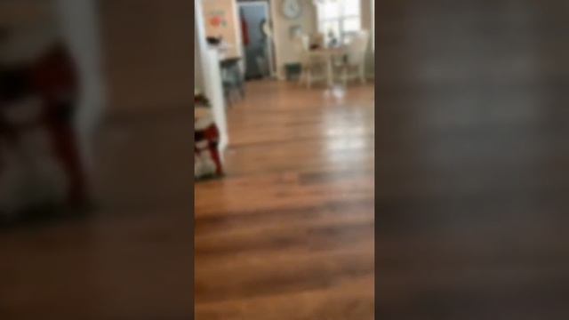 Мама кошка несет котика домой смотреть онлайн