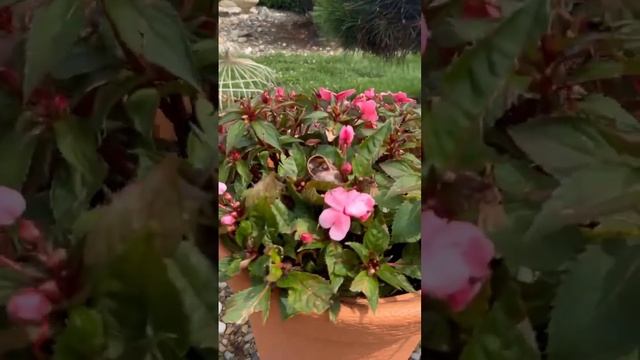 БОЛЬШЕ НИКАКИХ СЛИНЗЕЙ И УЛИТОК! АКСЕЛА ПРИШЛА НА ПОМОЩЬ #огород #дача #лайфхакдлядома #улитка смотреть онлайн