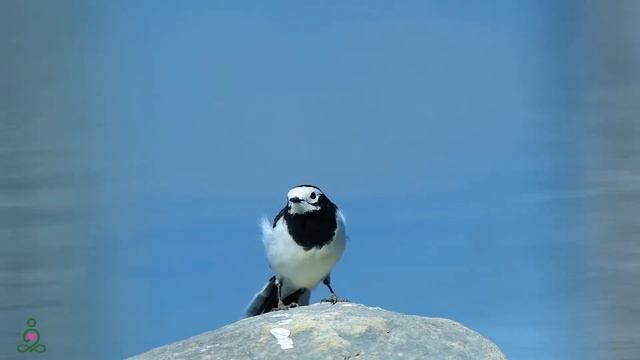 Успокаивающая музыка для нервов ? лечебная музыка для сердца и сосудов, релакс, музыка для души #48 смотреть онлайн