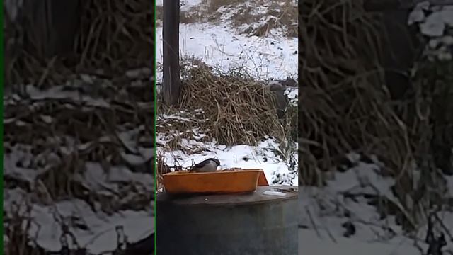 Деревенские будни смотреть онлайн