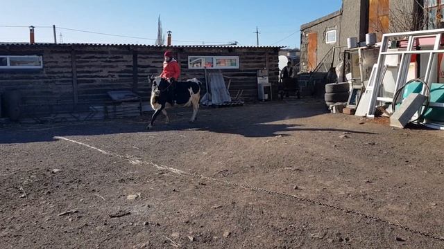 ВЕРХОМ НА КОРОВЕ/СКАКОВАЯ КОРОВА/ВЕРХОВАЯ ЕЗДА/ДНР смотреть онлайн