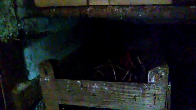 Когда начинает нестись цветной бройлер . смотреть онлайн